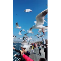 旅行风景7385