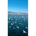 旅行风景7389