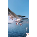 旅行风景7393