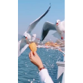 旅行风景7395
