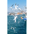 旅行风景7396