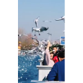 旅行风景7398