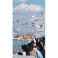 旅行风景7399
