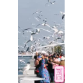 旅行风景7419
