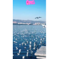 旅行风景7420