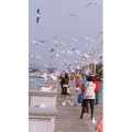 旅行风景7429