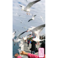 旅行风景7437