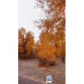旅行风景7445