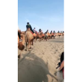 旅行风景7467
