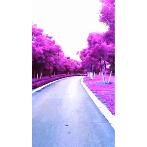 旅行风景7486