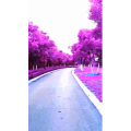 旅行风景7486