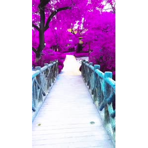 旅行风景7499