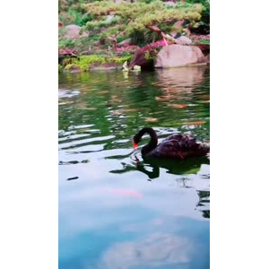 动物26