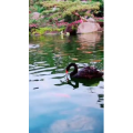 动物26