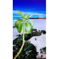 动物28
