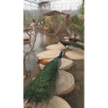 动物29