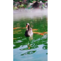 动物30