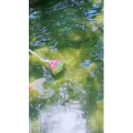 动物31