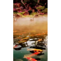 动物37