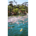 动物38
