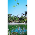 动物39