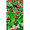 动物43