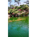 动物45
