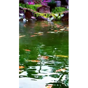 动物46