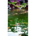 动物46
