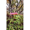动物48