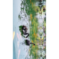 动物50