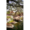 动物51
