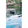 动物54
