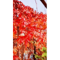 动物55
