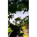 动物56