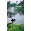 动物58