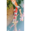 动物59