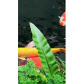 动物60