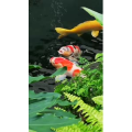 动物61