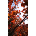 动物63