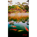 动物68