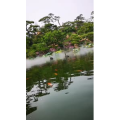 动物69