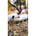 动物72