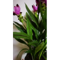 动物73