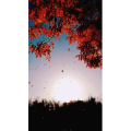 动物77