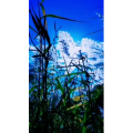 动物83