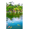 动物85