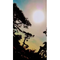 动物87