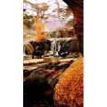 动物89