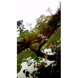 动物90